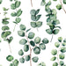 Round Eucalyptus - Wallpaper, Wallpaper, Ozark Home 