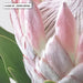 King Proteas in Soft Blush & White - Art Print - Ozark Home