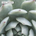 Succulent III - Art Print - Ozark Home
