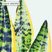 Cactus Succulent Snake Plant - Art Print - Ozark Home