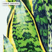Cactus Succulent Snake Plant - Art Print - Ozark Home