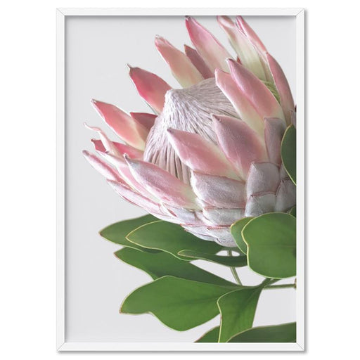 King Protea Soft Blush - Art Print - Ozark Home