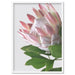 King Protea Soft Blush - Art Print - Ozark Home