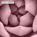 Blush Succulent IV - Art Print - Ozark Home