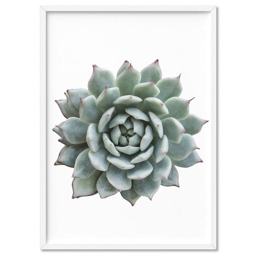 Succulent I - Art Print - Ozark Home