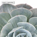 Succulent II - Art Print - Ozark Home