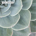 Succulent II - Art Print - Ozark Home