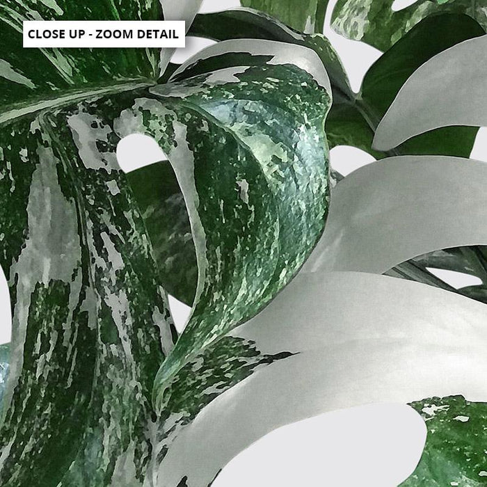 Monstera Variegated Leaves I - Art Print - Ozark Home