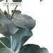 Eucalyptus Gum Leaves IV - Art Print - Ozark Home