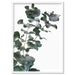 Eucalyptus Gum Leaves IV - Art Print - Ozark Home