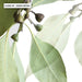 Gumtree Eucalyptus Leaves II - Art Print - Ozark Home