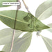 Gumtree Eucalyptus Leaves II - Art Print - Ozark Home
