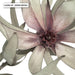 Leucadendron Dried Flowers I - Art Print - Ozark Home