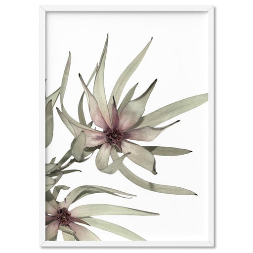 Leucadendron Dried Flowers I - Art Print - Ozark Home