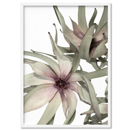 Leucadendron Dried Flowers II - Art Print - Ozark Home