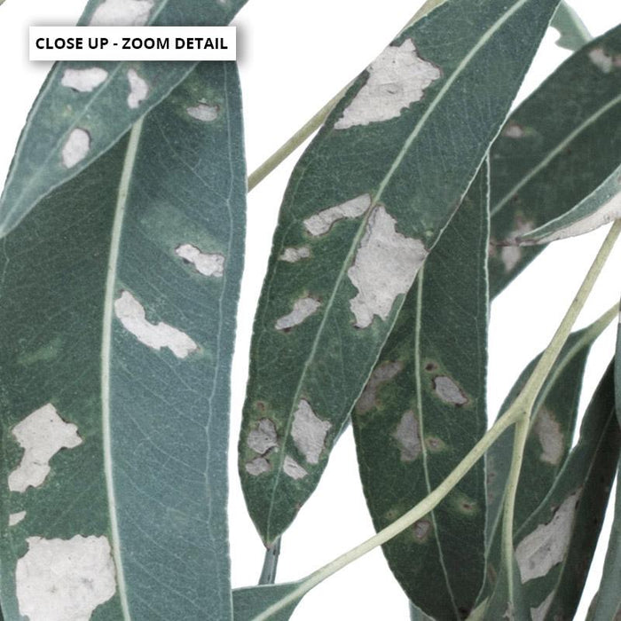 Spotty Gumtree Eucalyptus Leaves I - Art Print - Ozark Home