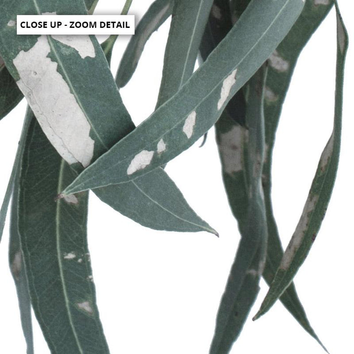 Spotty Gumtree Eucalyptus Leaves I - Art Print - Ozark Home