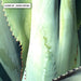 Agave Study II - Art Print - Ozark Home