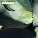 Agave Study II - Art Print - Ozark Home