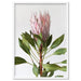 Queen Protea Portrait - Art Print - Ozark Home