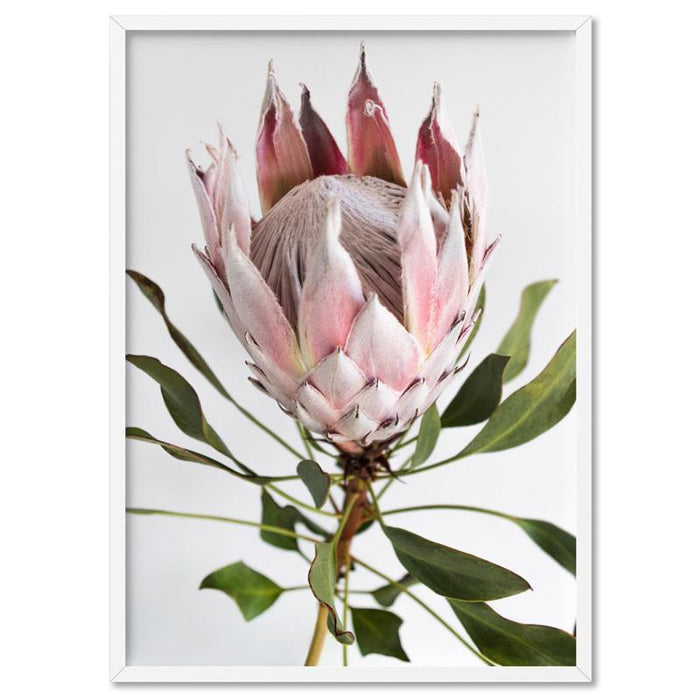 King Protea Portrait - Art Print - Ozark Home