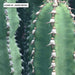 Prickly Cacti Garden - Art Print - Ozark Home