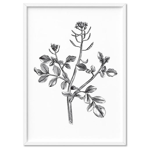 Botanical Floral Illustration I - Art Print, Wall Art, Ozark Home 