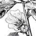 Botanical Floral Illustration II - Art Print, Wall Art, Ozark Home 