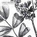 Botanical Floral Illustration III - Art Print, Wall Art, Ozark Home 