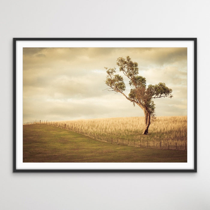 Paddock- Australian Countryside Gundagai Bush Yellow Farm Landscape Art Print