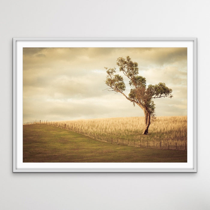 Paddock- Australian Countryside Gundagai Bush Yellow Farm Landscape Art Print