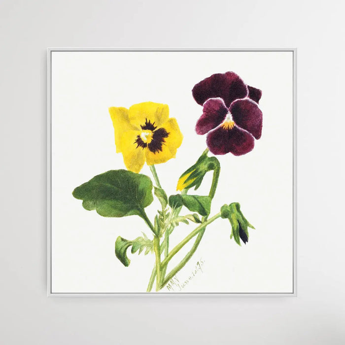 Pansies (1875) by Mary Vaux Walcott - Square Art Print