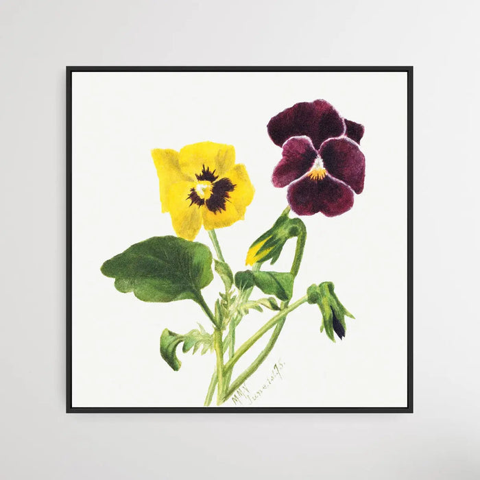 Pansies (1875) by Mary Vaux Walcott - Square Art Print