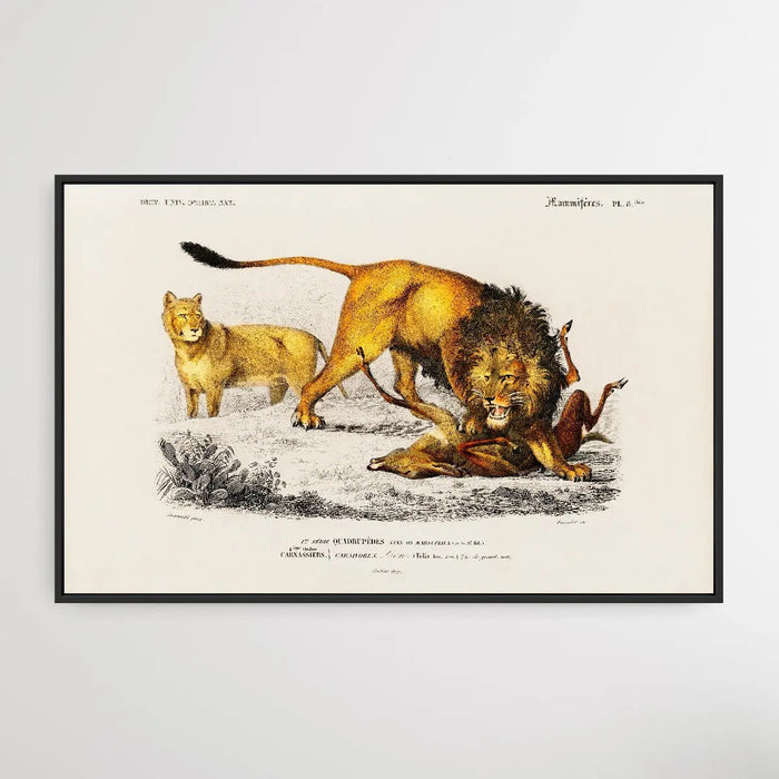 Panthera Leo by Charles Dessalines D' Orbigny (1806-1876), Wall Art, Ozark Home 