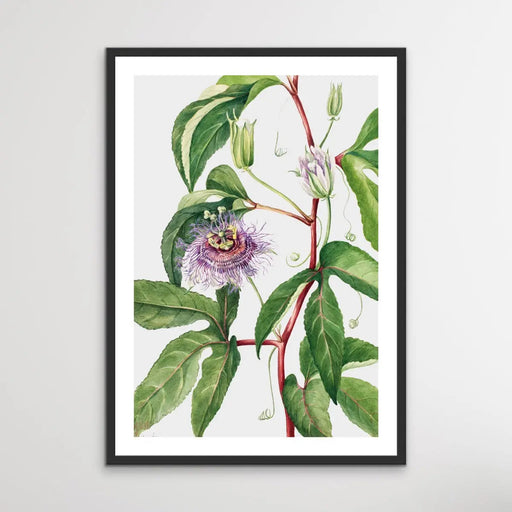 Passiflora Incarnata (1926) by Mary Vaux Walcott, Wall Art, Ozark Home 