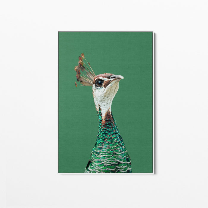 Pea Hen - Green Stretched Canvas Wall Art Peahen/Peafowl Bird Australia