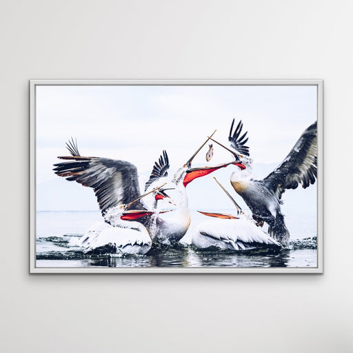 Pelican Squabble - Hamptons Framed Canvas Print Wall Art Print, Wall Art, Ozark Home 