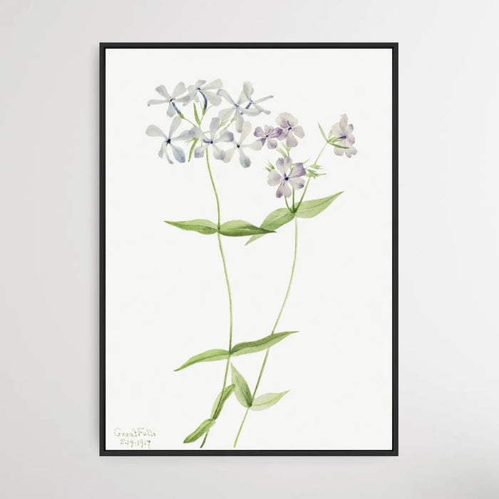 Phlox Divaricata (1917) by Mary Vaux Walcott, Wall Art, Ozark Home 