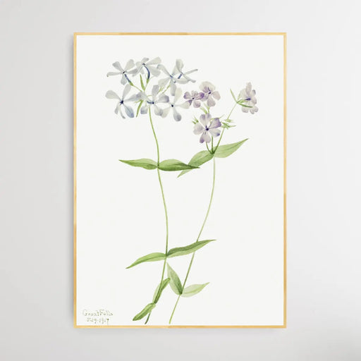 Phlox Divaricata (1917) by Mary Vaux Walcott, Wall Art, Ozark Home 