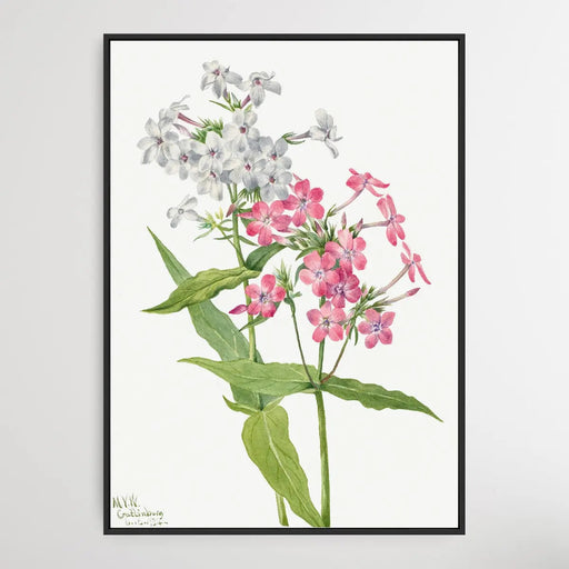 Phlox paniculata (1934) by Mary Vaux Walcott, Wall Art, Ozark Home 