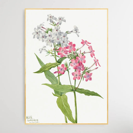 Phlox paniculata (1934) by Mary Vaux Walcott, Wall Art, Ozark Home 