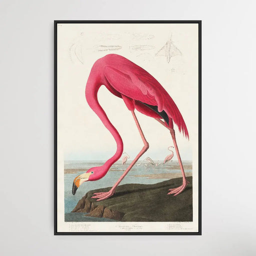 Pink Flamingo (1827) by John James Audubon, Wall Art, Ozark Home 