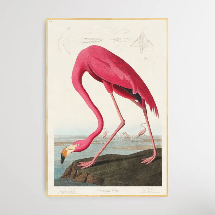 Pink Flamingo (1827) by John James Audubon, Wall Art, Ozark Home 