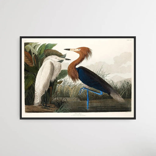 Purple Heron by John James Audubon, Wall Art, Ozark Home 