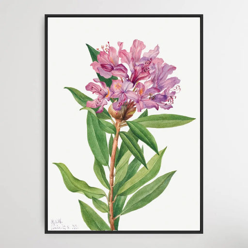 Rhododendron Californicum (1933) by Mary Vaux Walcott, Wall Art, Ozark Home 