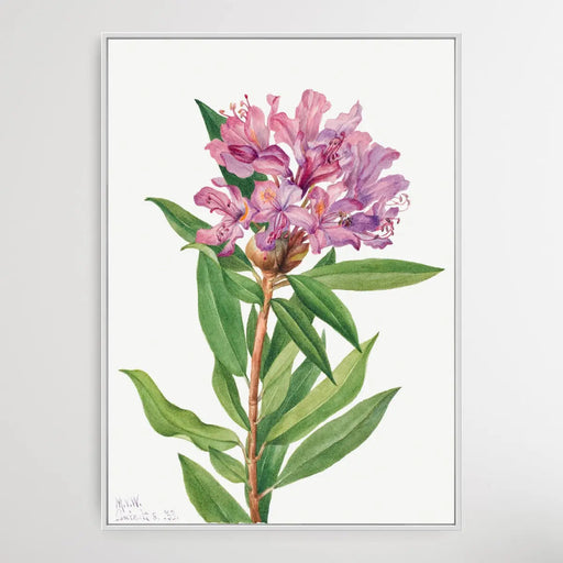 Rhododendron Californicum (1933) by Mary Vaux Walcott, Wall Art, Ozark Home 