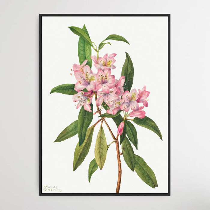 Rhododendron carolinianum (1932) by Mary Vaux Walcott