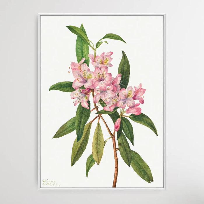 Rhododendron carolinianum (1932) by Mary Vaux Walcott