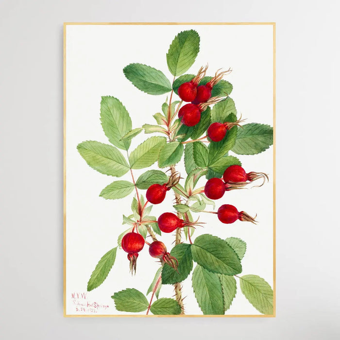 Rosa Bourgeauiana (1920) by Mary Vaux Walcott, Wall Art, Ozark Home 