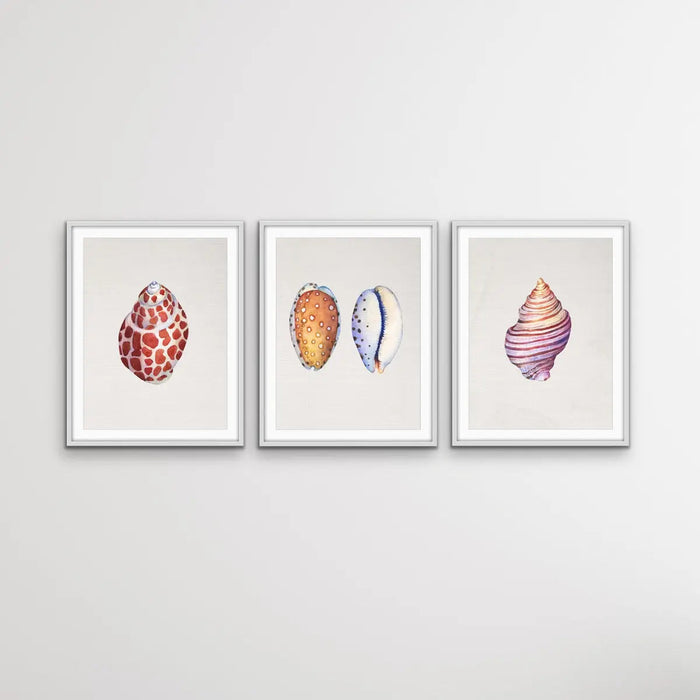 She Sells Seashells - Three Piece Shell Print Set For Coastal Style Homes, Wall Art, Ozark Home 